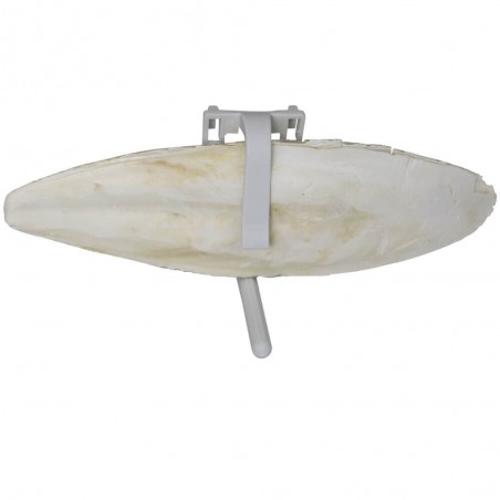 Os de seiche - Copyright Alp'Osmose - 004047